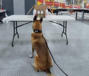 Decomisan metanfetamina líquida en el Aeropuerto Internacional de Querétaro