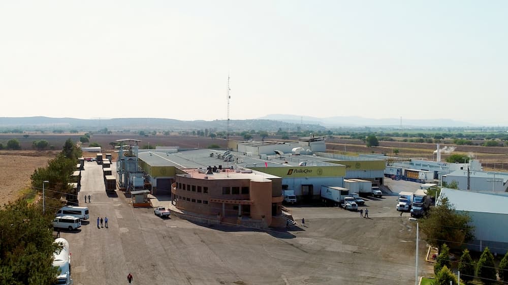 Recorre Sedea rastro de Pollo Qro