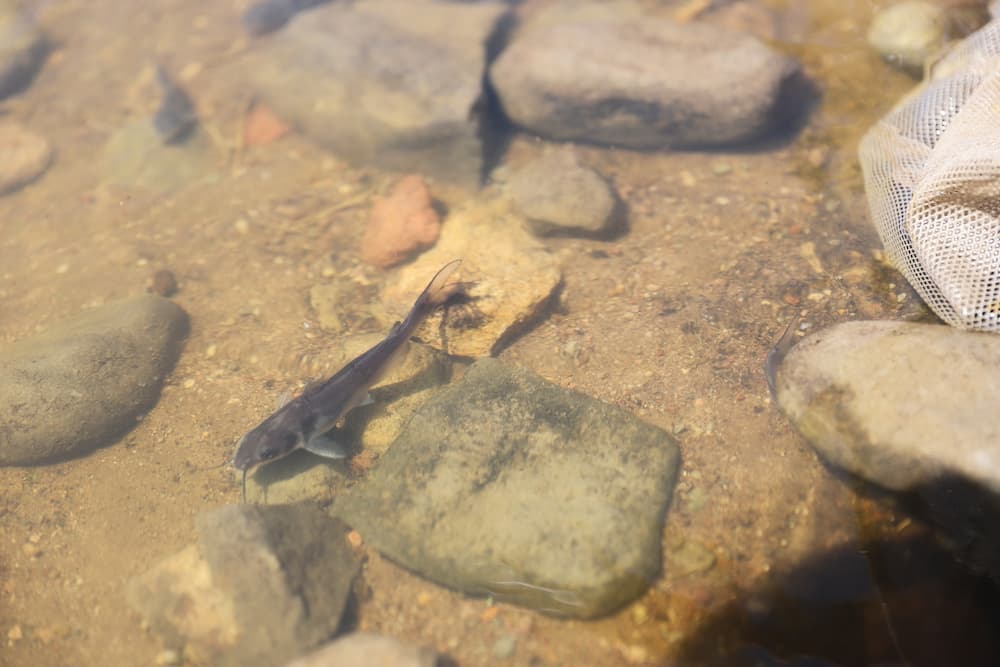 Entrega SEDEA apoyos a productores acuícolas y pesca del semidesierto