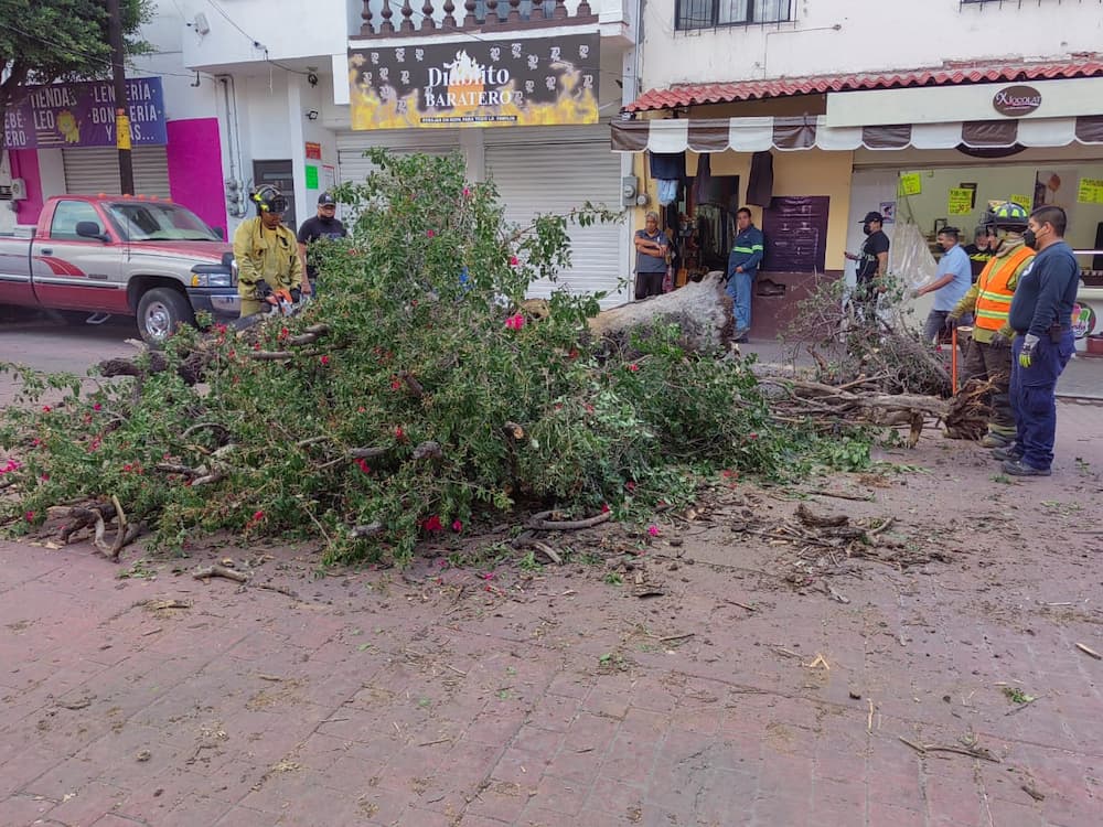 Árbol se desploma en la calle Hidalgo, SJR