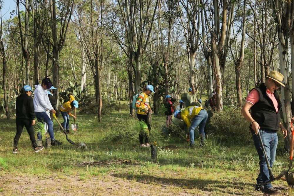 Concluyen jornadas de reforestación con más de 12 mil árboles plantados y donados en el municipio de San Juan del Río