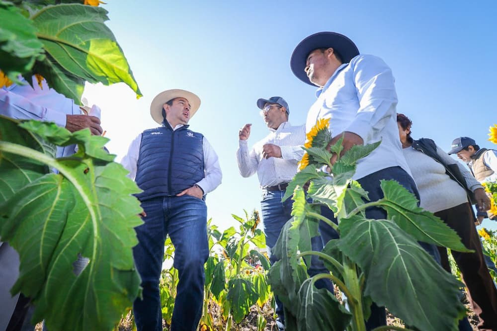 En equipo con productores del campo, San Juan del Río siembra 80 hectáreas de girasol