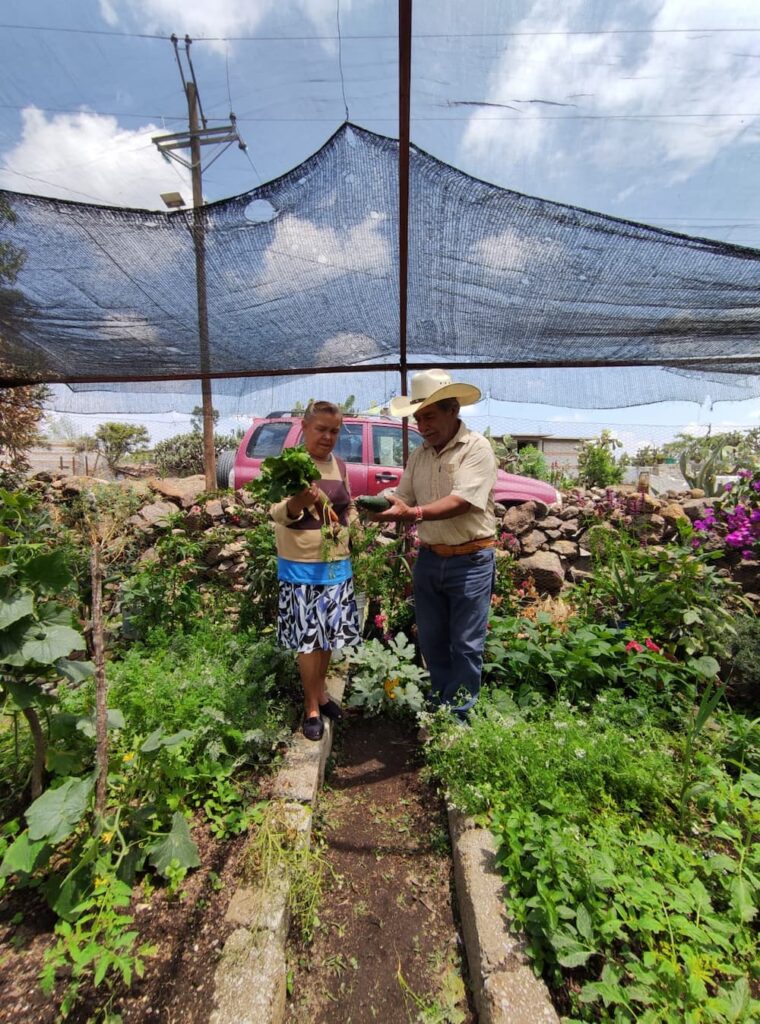 Secretaría de Desarrollo Agropecuario brinda 16 huertos biointensivos a familias sanjuanenses Secretaría de Desarrollo Agropecuario brinda 16 huertos biointensivos a familias sanjuanenses