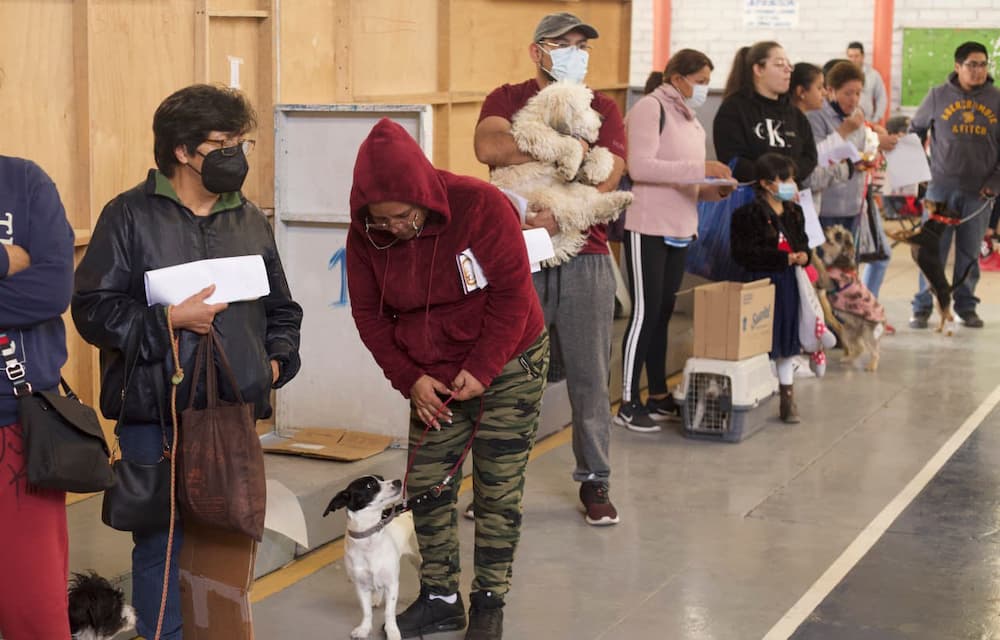 En primera jornada gratuita, esterilizan a caninos y felinos en el municipio