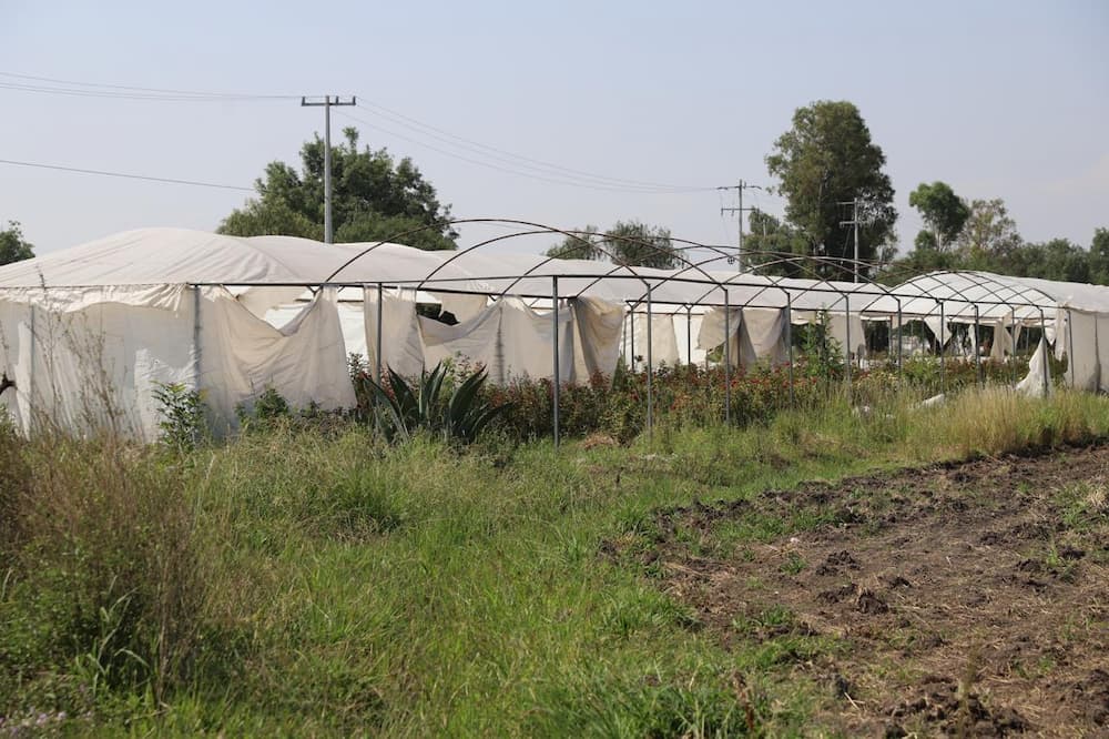 Respalda SEDEA a productores de El Organal en SJR