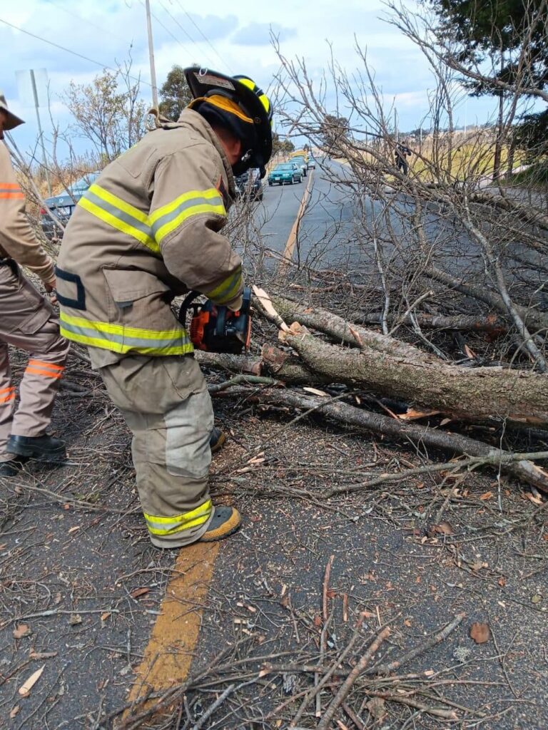 Cae enorme árbol sobre la cinta asfáltica de la carretera 300