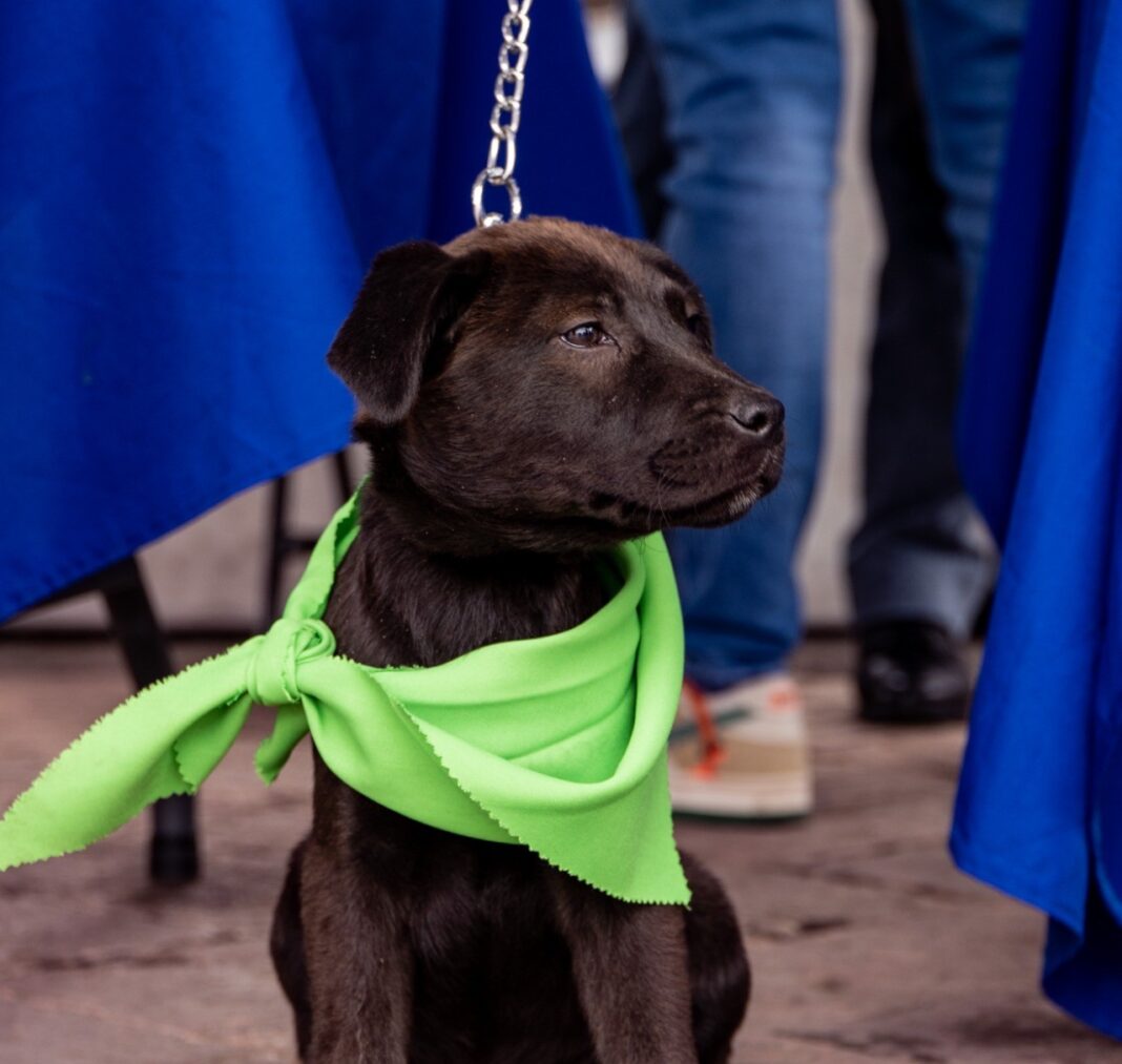 ¿Cómo ayudar en el rescate de animales en situación de peligro?