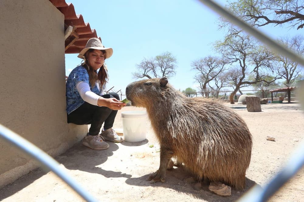 Santuaai promueve el rescate y cuidado de la fauna silvestre