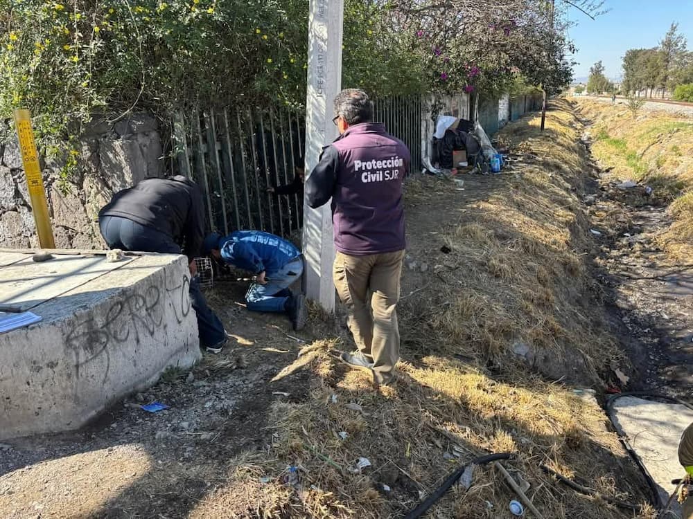 Prisión preventiva y vinculación a proceso para hombre por quemar a un gato en San Juan del Río