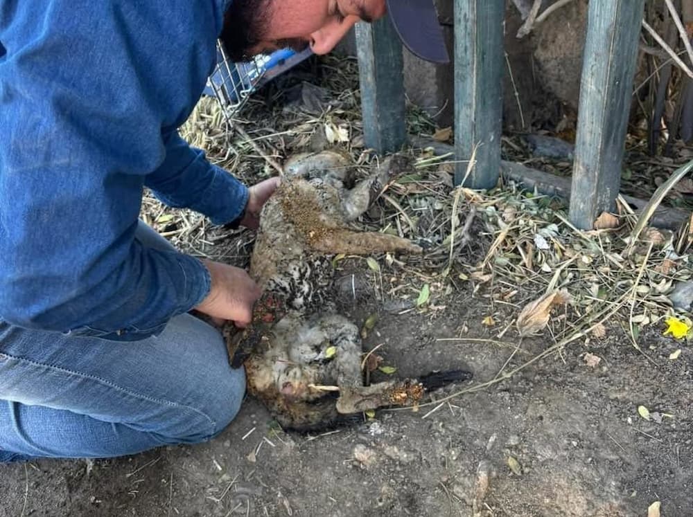 Prisión preventiva y vinculación a proceso para hombre por quemar a un gato en San Juan del Río