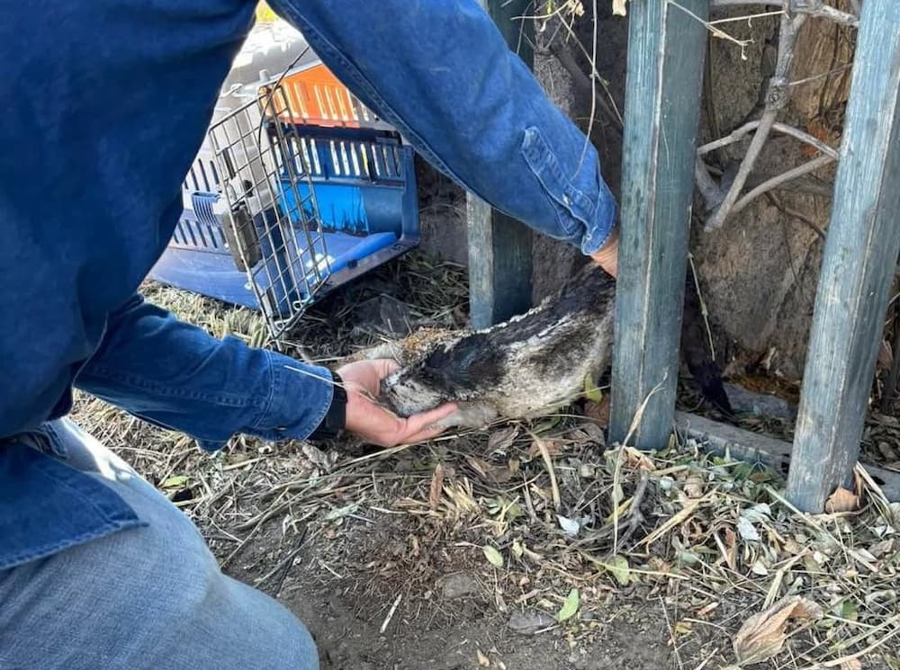 Prisión preventiva y vinculación a proceso para hombre por quemar a un gato en San Juan del Río