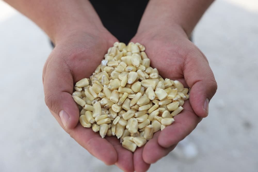 Entrega SEDEA maíz para consumo humano en Tolimán