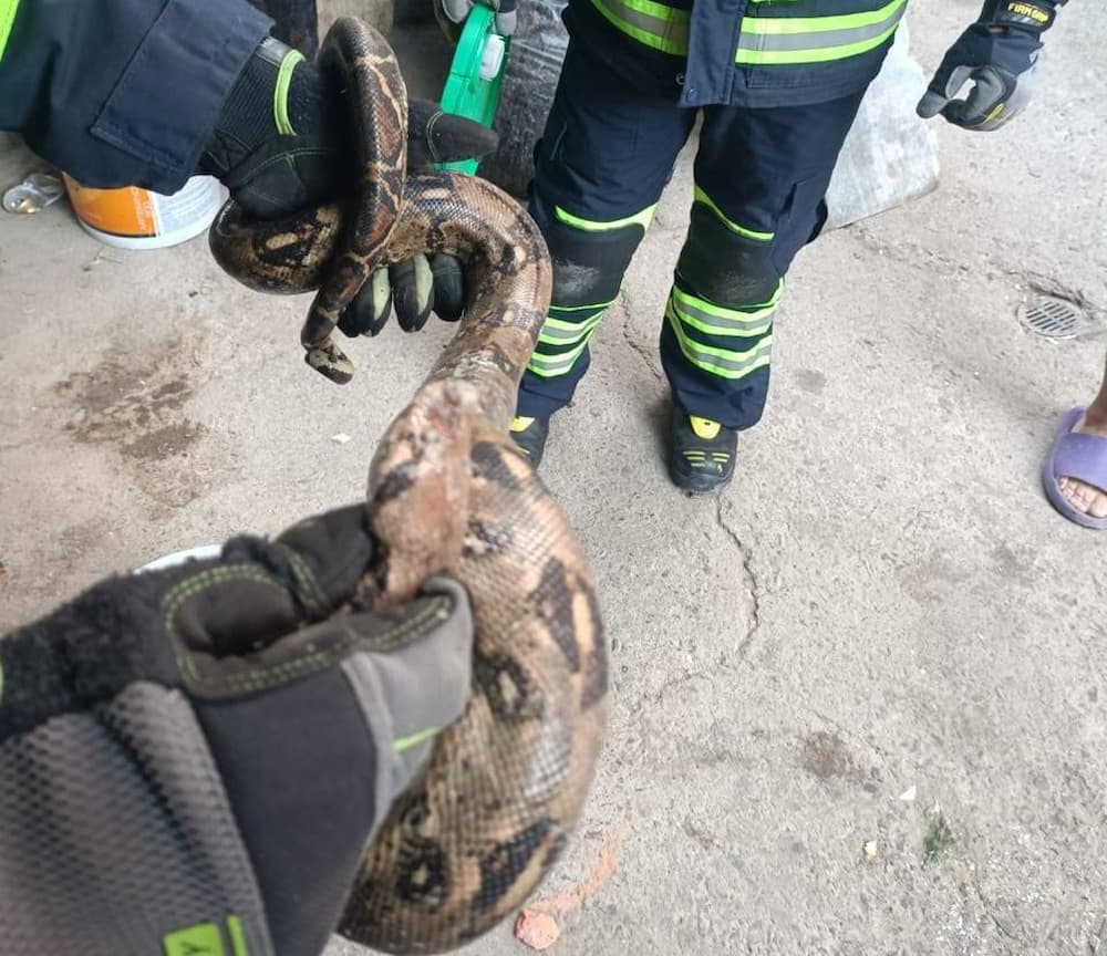 Rescatan a boa dentro de una vivienda en San Juan del Río