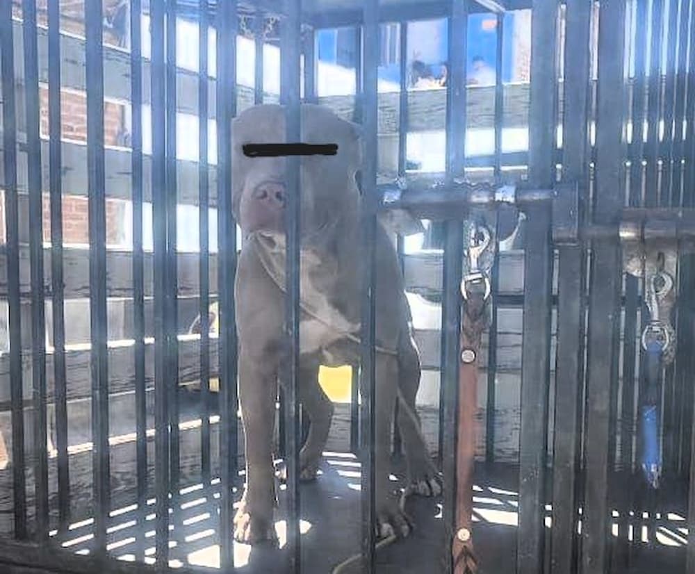 Perro lesiona a cinco personas en San Pedro Ahuacatlán, SJR