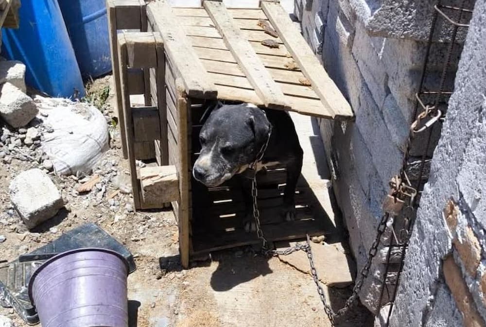 Rescatan a perro encadenado y expuesto al sol en colonia Fundadores, SJR 1 Rescatan a perro encadenado y expuesto al sol en colonia Fundadores, SJR