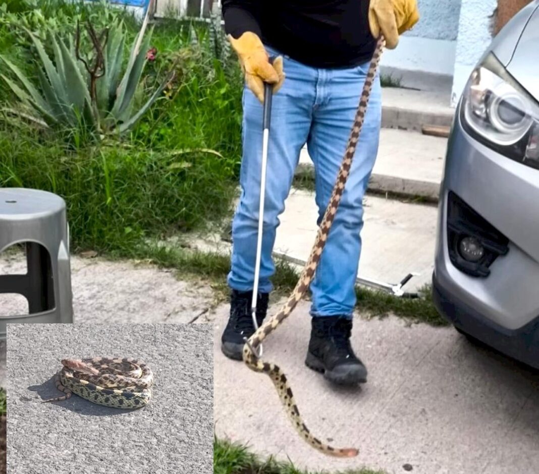 Capturan alicante en vivienda de Lomas del Pedregal en San Juan del Río