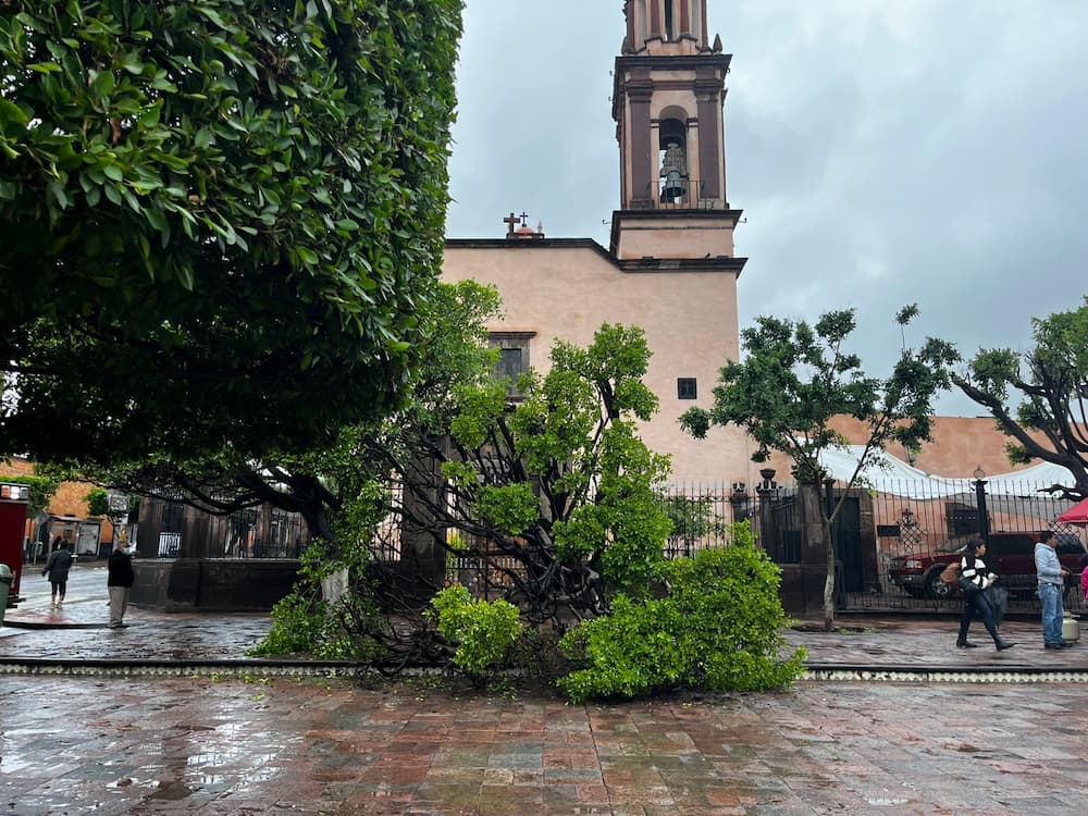 Se desploma árbol del jardín de la Familia en Centro Histórico de San Juan del Río