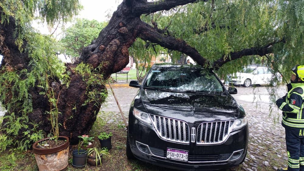 Caídas de árboles y encharcamientos por lluvia del fin de semana en San Juan del Río 1 WhatsApp Image 2025 06 16 at 3.00.44 PM