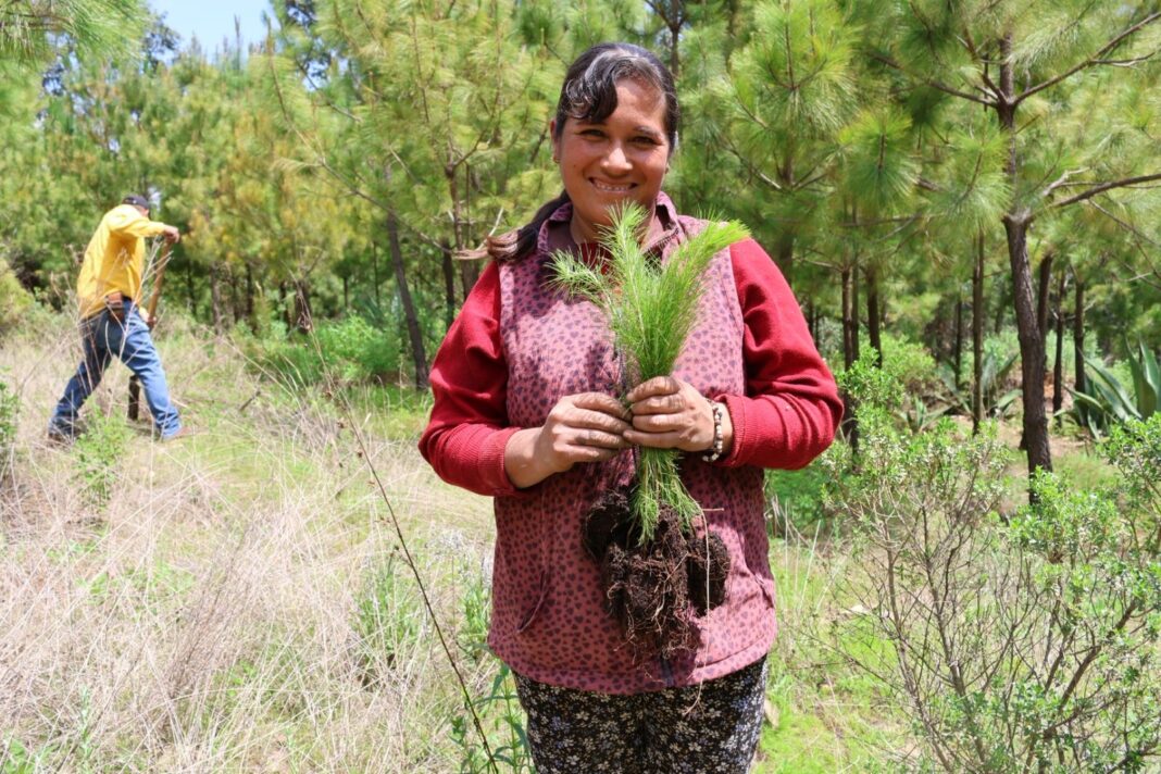 Suman casi 200 mil árboles en reforestación para el Estado: SEDEA