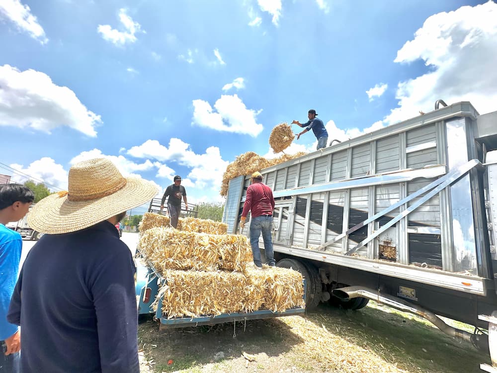 Entrega SEDEA forraje para ganado en El Marqués