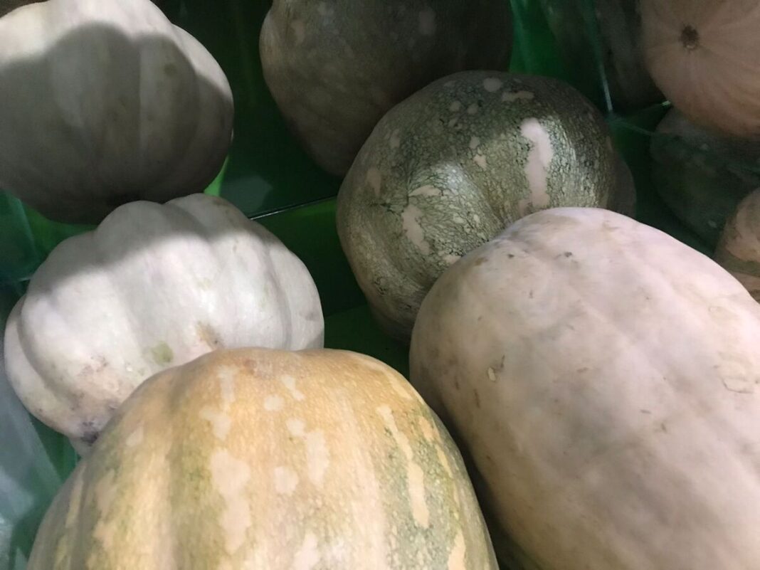 Calabaza de Castilla, protagonista de la temporada