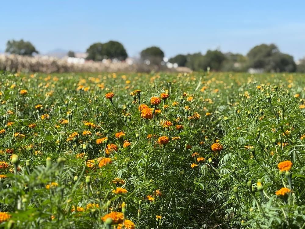 Borrador automático