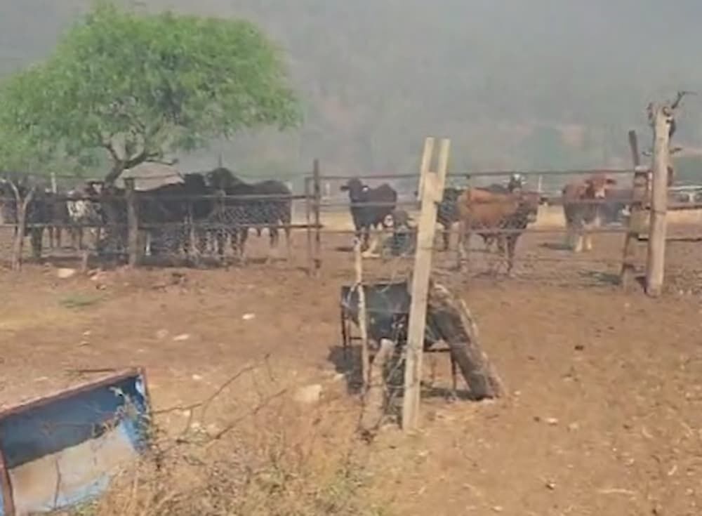 Evacúan zonas de Tolimán por incendios forestales; autoridades piden apoyo ciudadano Evacúan zonas de Tolimán por incendios forestales; autoridades piden apoyo ciudadano