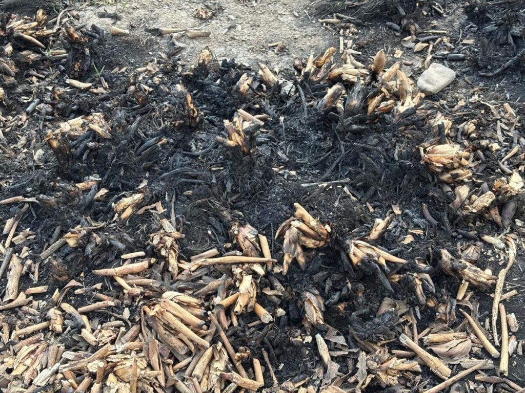 A contracorriente del lirio, familias de San Juan del Río luchan por sembrar y subsistir