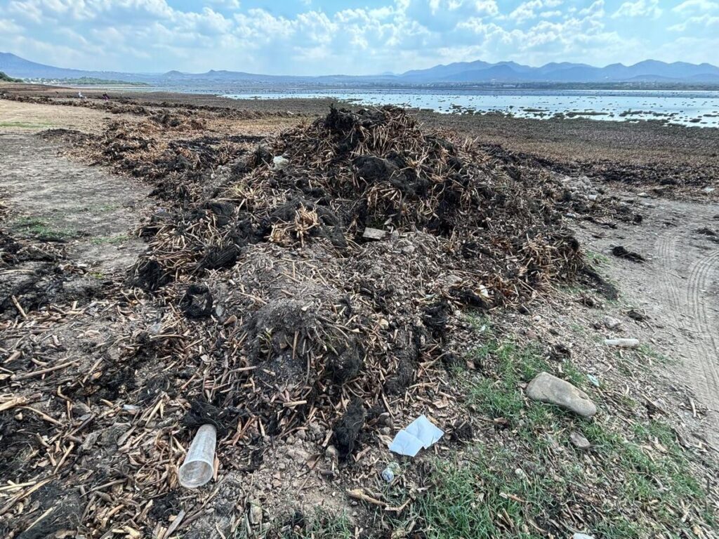A contracorriente del lirio, familias de San Juan del Río luchan por sembrar y subsistir