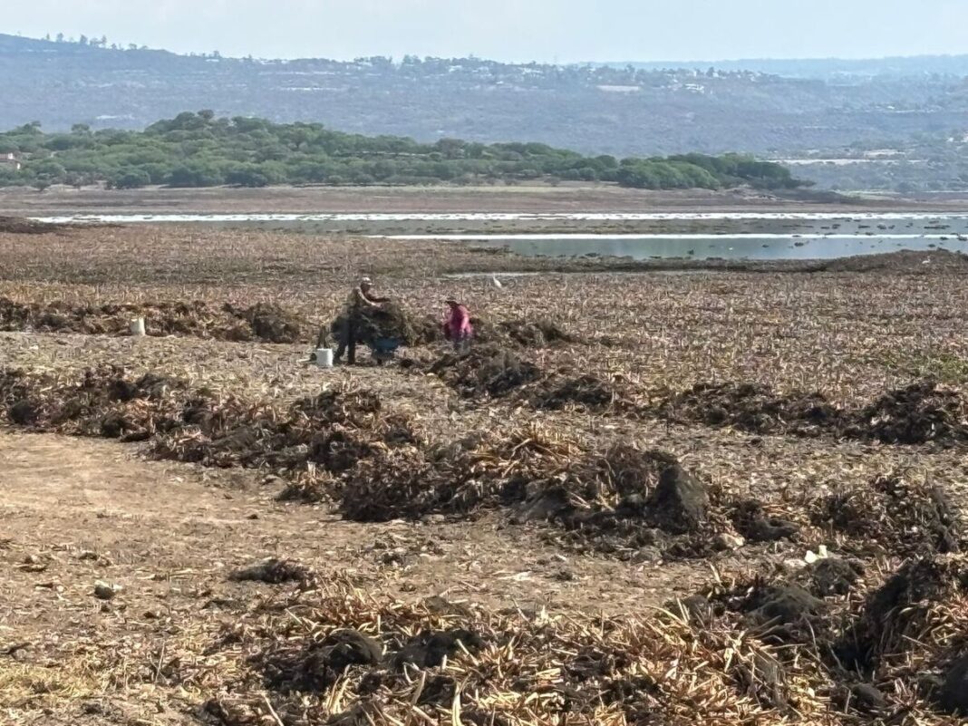 A contracorriente del lirio, familias de San Juan del Río luchan por sembrar y subsistir