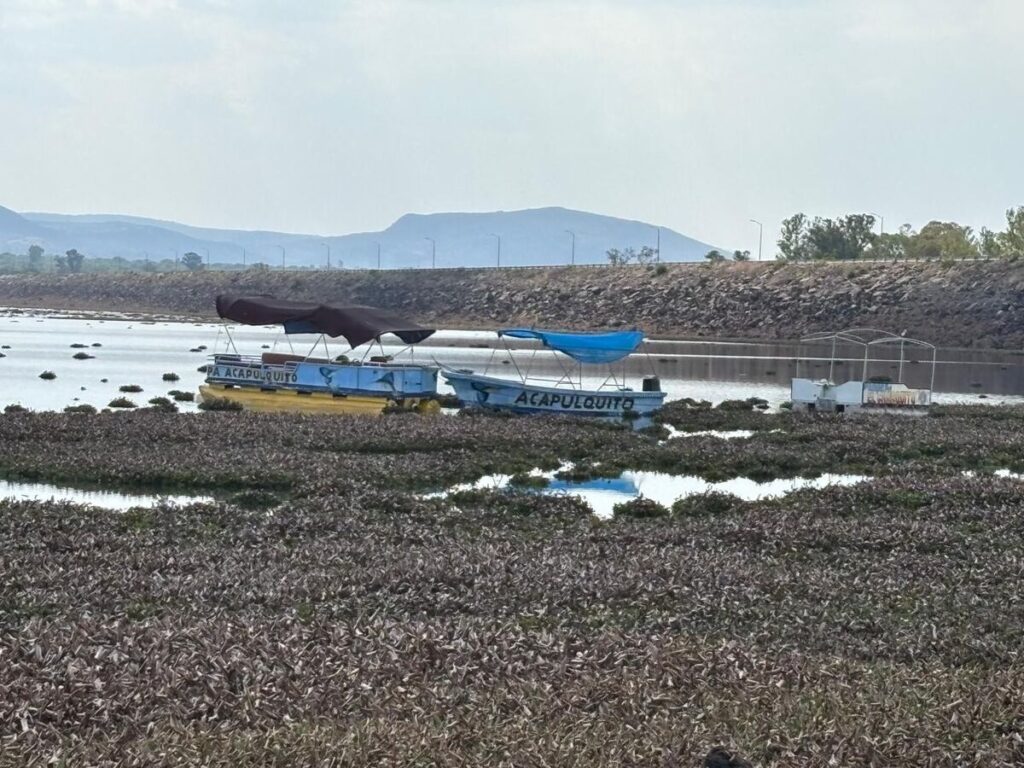A contracorriente del lirio, familias de San Juan del Río luchan por sembrar y subsistir