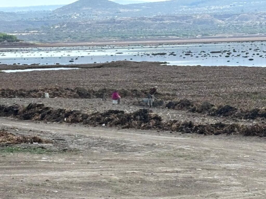 A contracorriente del lirio, familias de San Juan del Río luchan por sembrar y subsistir