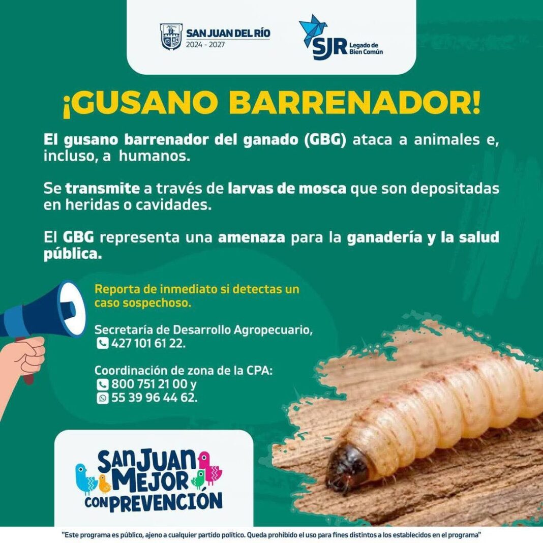 Autoridades en SJR piden extremar precauciones ante gusano Barrenador de Ganado