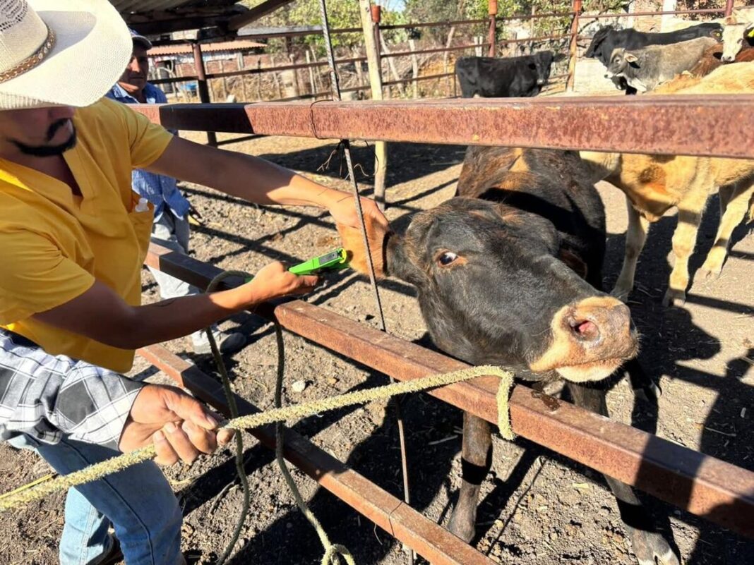 Ganaderos de San Juan del Río intensifican acciones contra casas de matanza clandestina