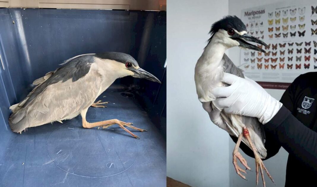 Garza Nocturna Corona Negra recibe atención y es liberada en San Juan del Río