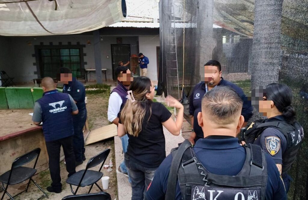 Clausuran palenque clandestino en El Salitre, municipio de Querétaro