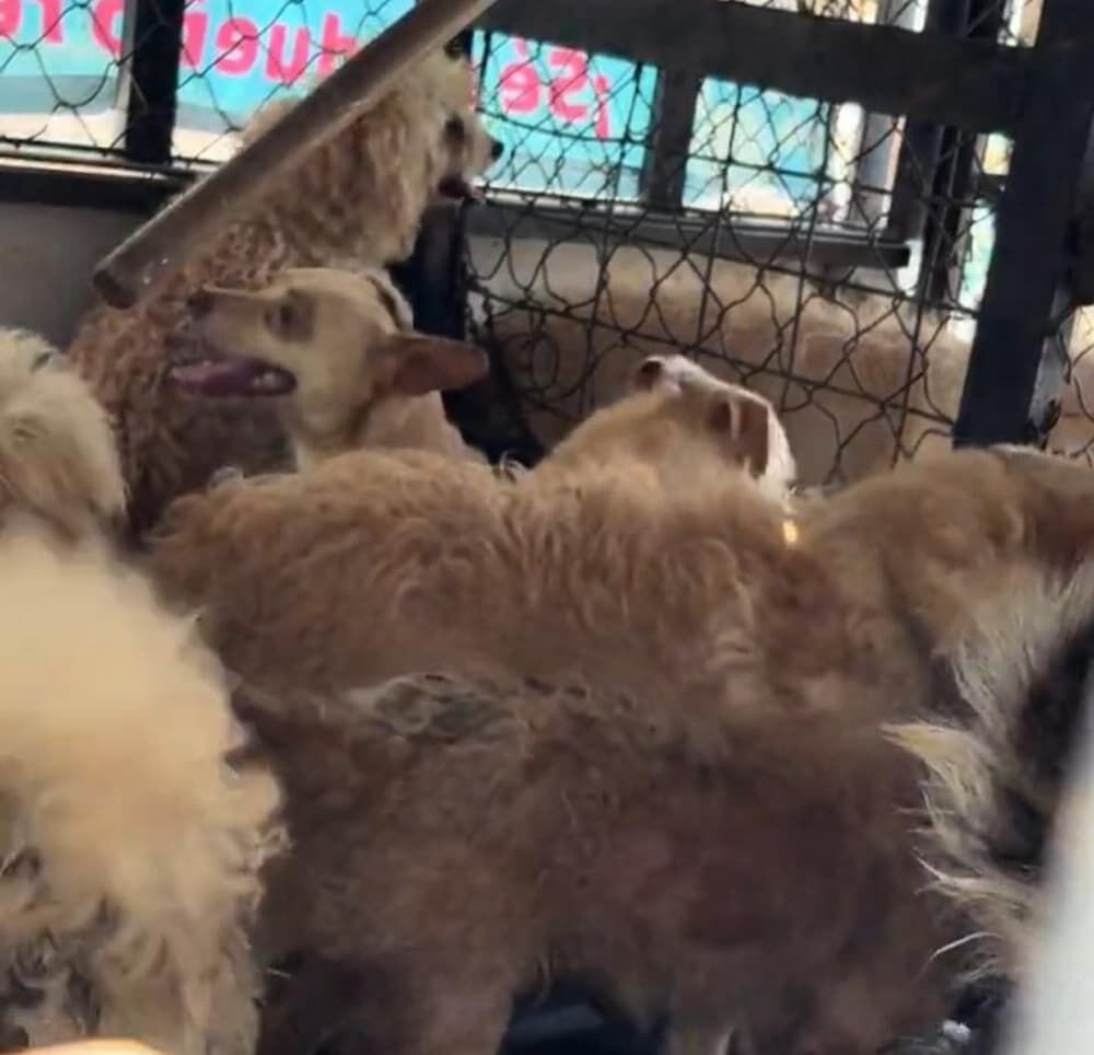 Rescatan perros y gatos en condiciones de hacinamiento en Granjas Banthí, SJR Rescatan perros y gatos en condiciones de hacinamiento en Granjas Banthí, SJR