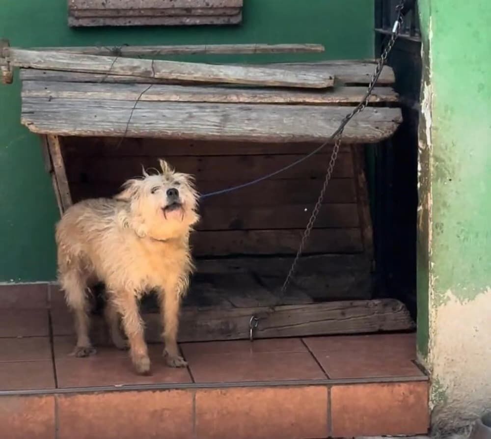 Rescatan perros y gatos en condiciones de hacinamiento en Granjas Banthí, SJR 2 Rescatan perros y gatos en condiciones de hacinamiento en Granjas Banthí, SJR