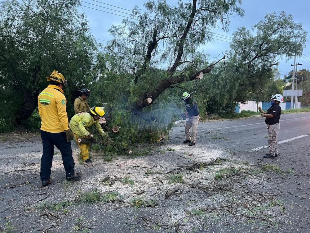 Cae árbol y bloquea carretera San Juan del Río–Xilitla en límites de Tequisquiapan y Ezequiel Montes