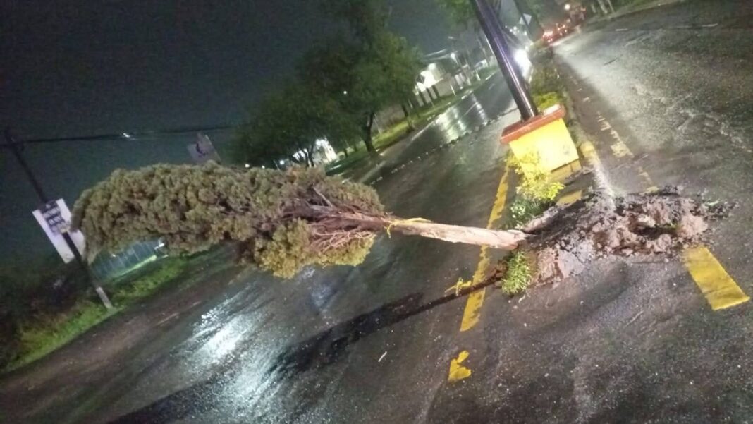 Camión de carga derriba árbol en carretera a La Lira; el conductor se da a la fuga Camión de carga derriba árbol en carretera a La Lira; el conductor se da a la fuga