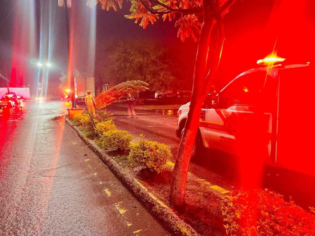 Camión de carga derriba árbol en carretera a La Lira; el conductor se da a la fuga 1 Camión de carga derriba árbol en carretera a La Lira; el conductor se da a la fuga