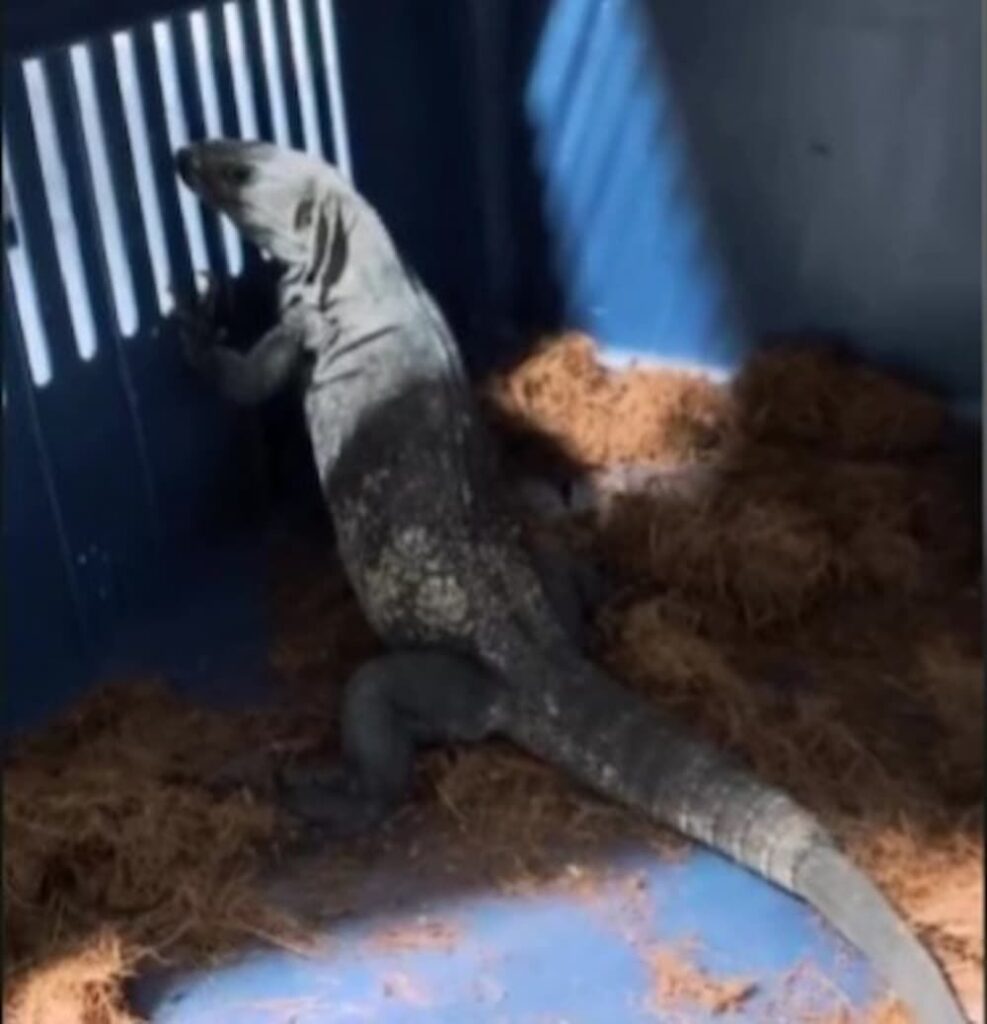 Rescatan iguana negra dentro de domicilio en Tunamanza, SJR Rescatan iguana negra dentro de domicilio en Tunamanza, SJR