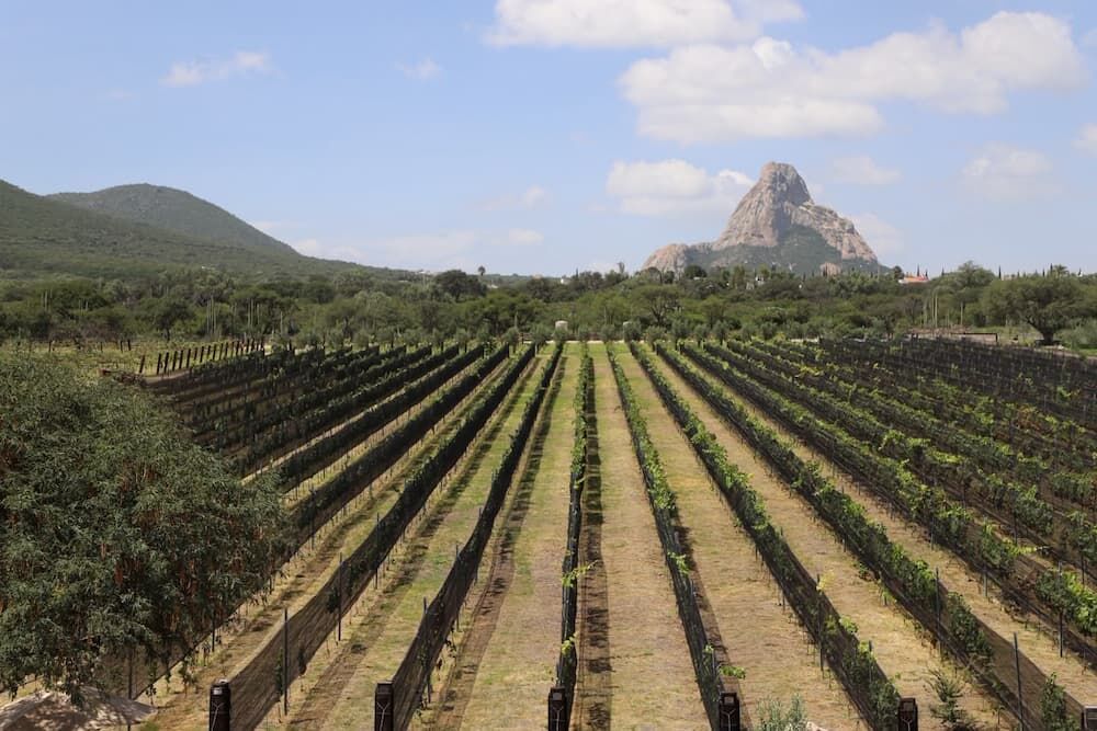Refuerza Viñedo de Piedra oferta de la Ruta del Arte, Queso y Vino de Querétaro Refuerza Viñedo de Piedra oferta de la Ruta del Arte, Queso y Vino de Querétaro