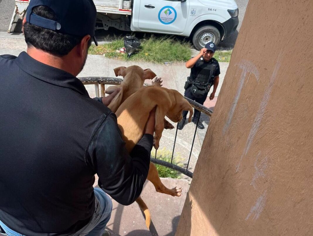 Resguardan a tres perros por presunto maltrato animal en Loma Alta, SJR Resguardan a tres perros por presunto maltrato animal en Loma Alta, SJR
