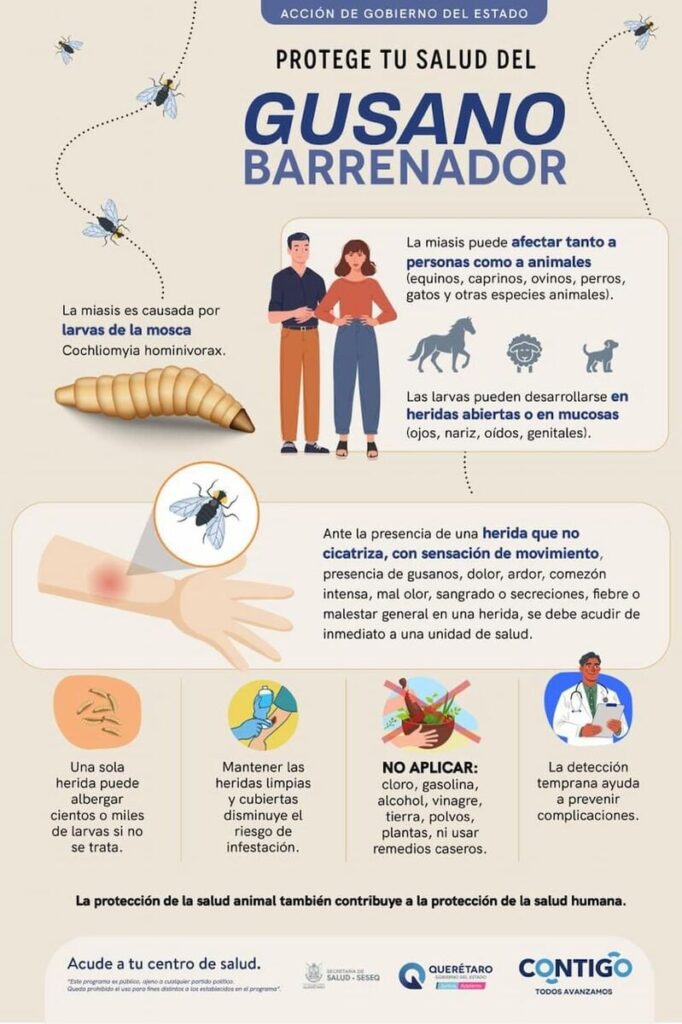 Secretaría de Salud fortalece la vigilancia epidemiológica ante casos de miasis humana por gusano barrenador Secretaría de Salud fortalece la vigilancia epidemiológica ante casos de miasis humana por gusano barrenador