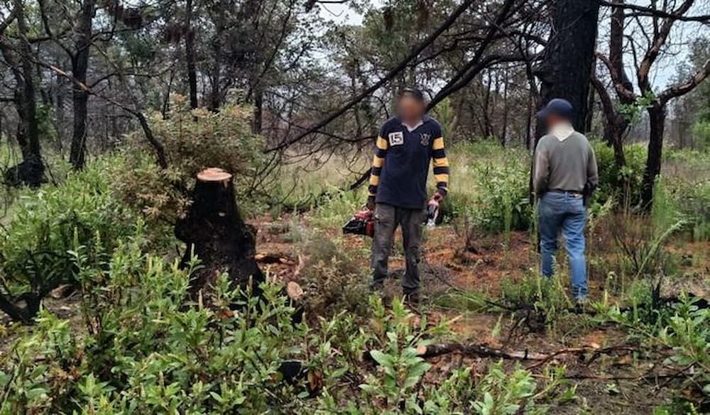 Sorprenden en flagrancia a presunto talamontes en San Juan del Río