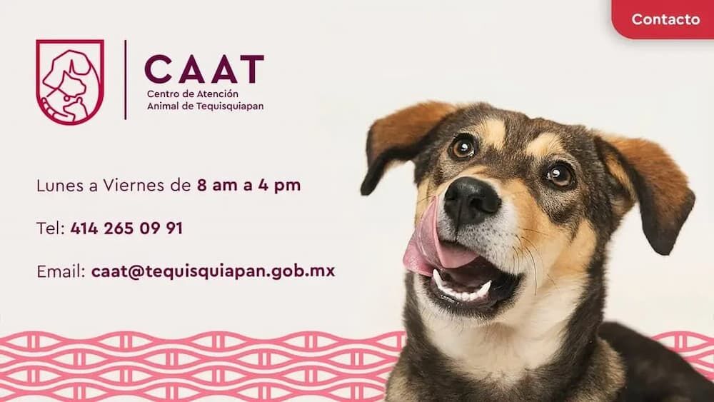 Tequisquiapan celebra la adopción y reafirma su compromiso con el bienestar animal Tequisquiapan celebra la adopción y reafirma su compromiso con el bienestar animal
