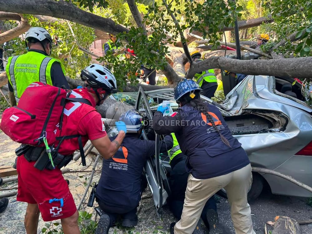 Árbol cae sobre avenida Corregidora y deja un fallecido en el municipio de Querétaro Árbol cae sobre avenida Corregidora y deja un fallecido en el municipio de Querétaro