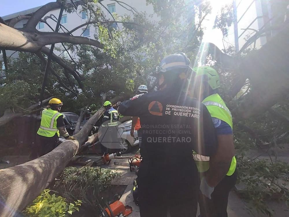 Árbol cae sobre avenida Corregidora y deja un fallecido en el municipio de Querétaro 2 Arbol cae sobre avenida Corregidora y deja un fallecido en el municipio de Queretaro2