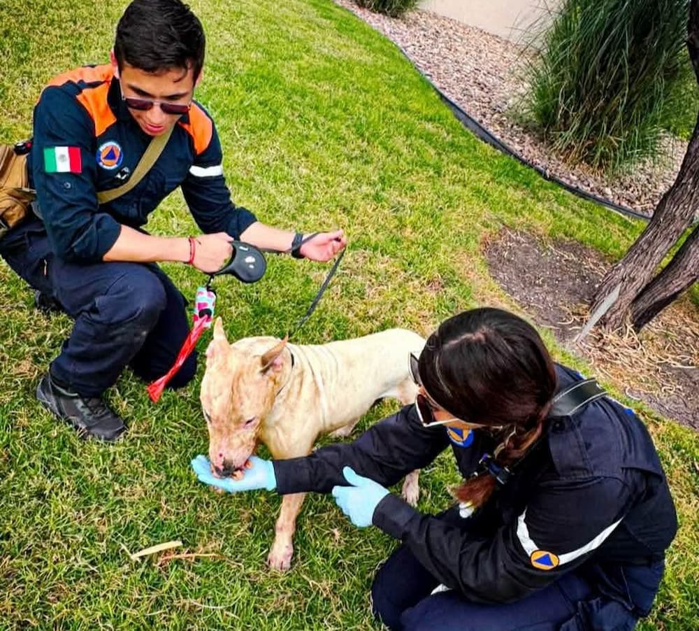 Deflagracion por acumulacion de gas deja una persona y un canino lesionados en Zakia1